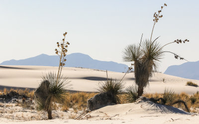 Soaptree Yucca plants among the dunes in White Sands National Monument