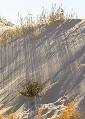Grass shadow patterns on the dunes late in the day in White Sands National Monument