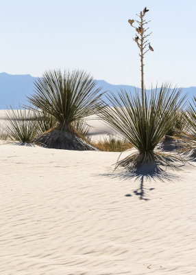 Soaptree Yucca plants on a dune in White Sands National Monument