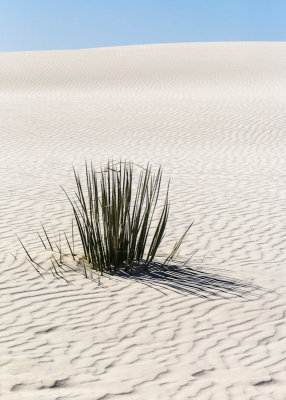 A plant getting overtaken by the blowing sand in White Sands National Monument