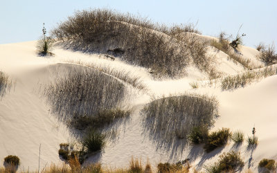 Skunkbush Sumac bushes on the dunes in White Sands National Monument