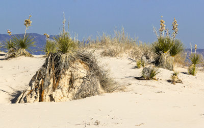 Yucca and shrub roots form a pedestal in the sand in White Sands National Monument