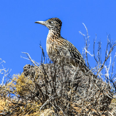 Roadrunner in Piedras Marcadas Canyon in Petroglyph National Monument