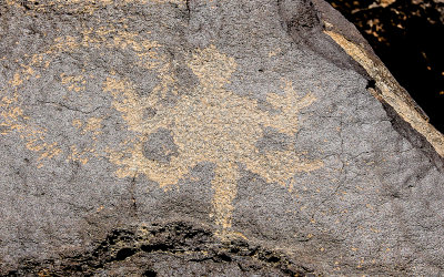 Lizard figure carved in basalt in Piedras Marcadas Canyon in Petroglyph National Monument
