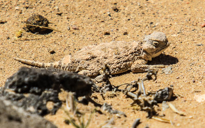 Horned Toad on the desert floor in Piedras Marcadas Canyon in Petroglyph National Monument
