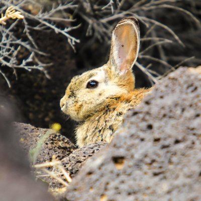 Rabbit among the rocks in Piedras Marcadas Canyon in Petroglyph National Monument