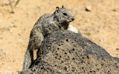Squirrel in Petroglyph National Monument
