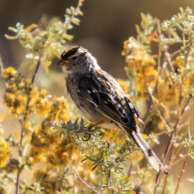 Small bird on a bush in Petroglyph National Monument