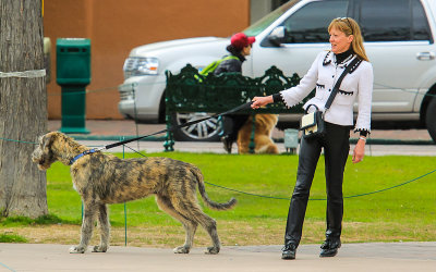 Woman walking her dog in Santa Fe Plaza