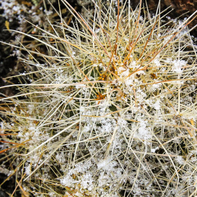 Snow on a cactus in El Malpais National Monument