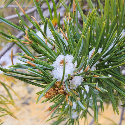 Snow in an evergreen in El Malpais National Monument