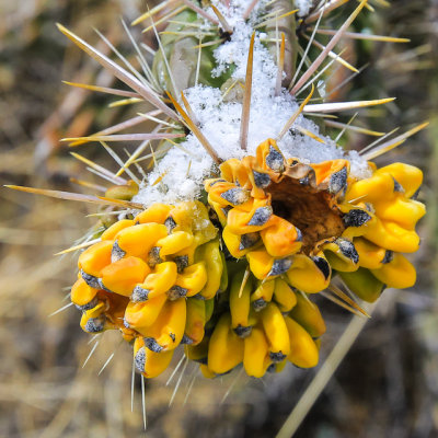 Snow on cactus fruit in El Malpais National Monument