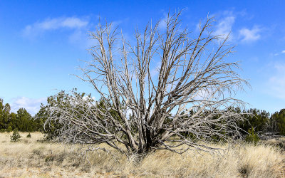 A barren tree in El Malpais National Monument