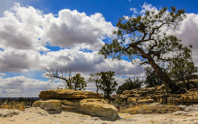 Trees growing out of the rock on top of the mesa in El Morro National Monument