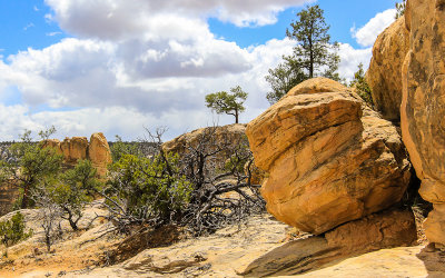 Along the Mesa Top Trail in El Morro National Monument