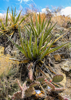 Sotol plants and prickly pear cactus in El Morro National Monument