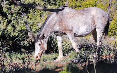 One of the approximately 80 feral horses in Mesa Verde National Park