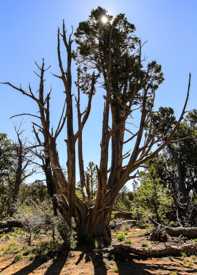 Pinyon Pine in Mesa Verde National Park