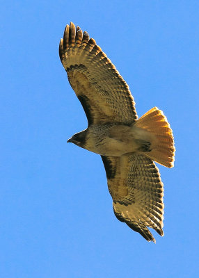 Red-Tailed Hawk over Soda Canyon in Mesa Verde National Park