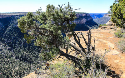 Pinyon Pine in Mesa Verde National Park