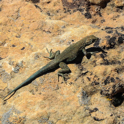 Lizard on a rock in Canyon of the Ancients National Monument