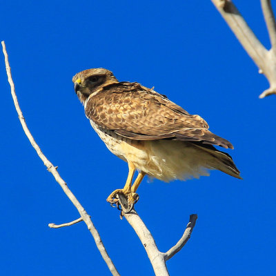A hawk in Yucca House National Monument