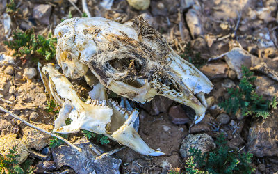 An animal skull in Yucca House National Monument