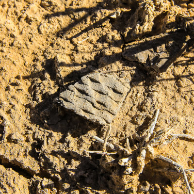 A piece of textured pottery in Yucca House National Monument
