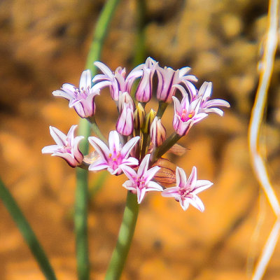 Desert flowers in Canyonlands National Park