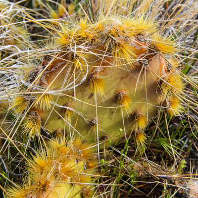 Prickly Pear cactus in Canyonlands National Park