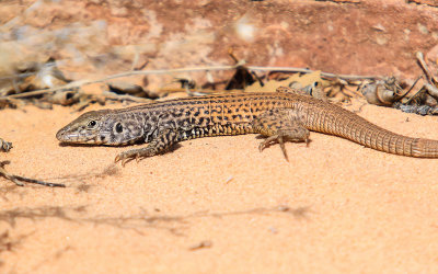 Lizard in Canyonlands National Park