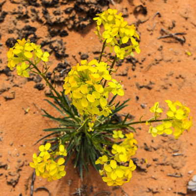 Flowers in Canyonlands National Park