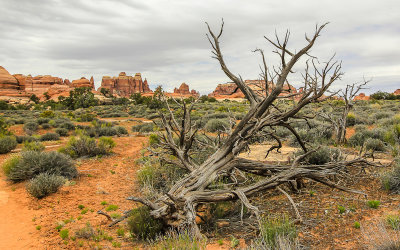 The Needles along the Chesler Park Viewpoint Trail in Canyonlands National Park
