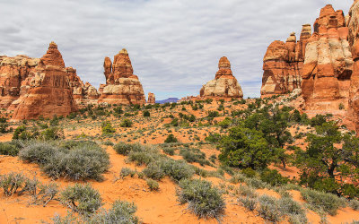 The Needles along the Chesler Park Loop Trail in Canyonlands National Park