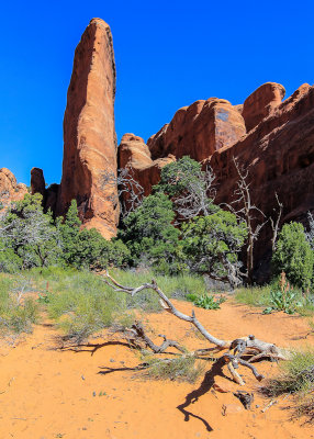A fin along the Devils Garden Trail in Arches National Park