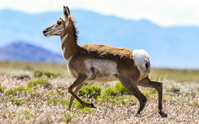 Antelope trotting on the desert basin in Great Basin National Park
