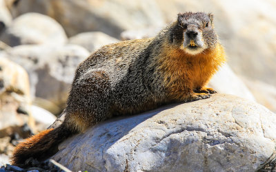 A curious Marmot perched on a rock in Great Basin National Park