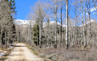 Aspens along the Shoshone Road in Great Basin National Park