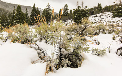 Snow covering the brush along the Shoshone Road in Great Basin National Park