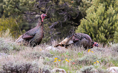 Wild turkeys along the Shoshone Road in Great Basin National Park