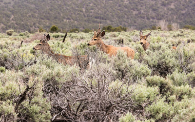 Deer in the sagebrush in Great Basin National Park