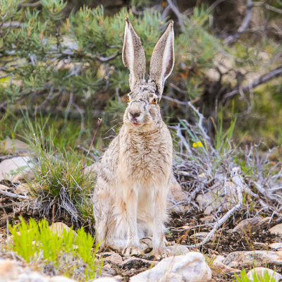 Jack Rabbit in Great Basin National Park