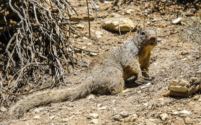 Squirrel on the side of the park road in Great Basin National Park