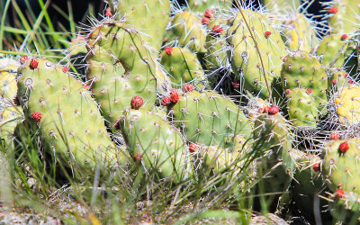 Plump prickly pear cactus in Great Basin National Park