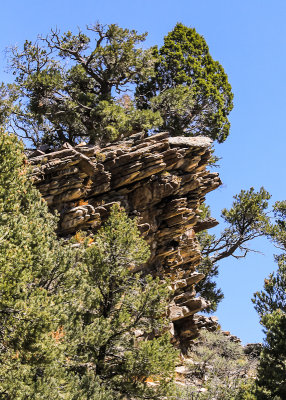 Trees growing from outcroppings along the Shoshone Road in Great Basin National Park