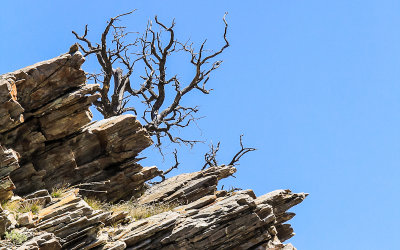 A dead tree above the Shoshone Road in Great Basin National Park