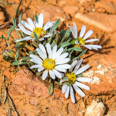 Flowers in Dinosaur National Monument