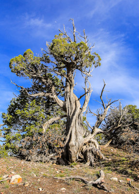 Twisted pine tree in Dinosaur National Monument