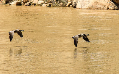 Geese fly over the Green River in Echo Park in Dinosaur National Monument