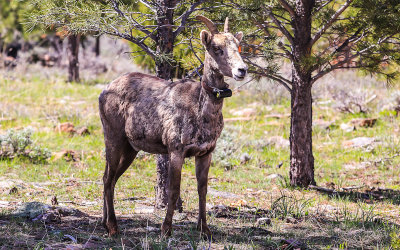 Bighorn Sheep along the Flaming Gorge Scenic Byway